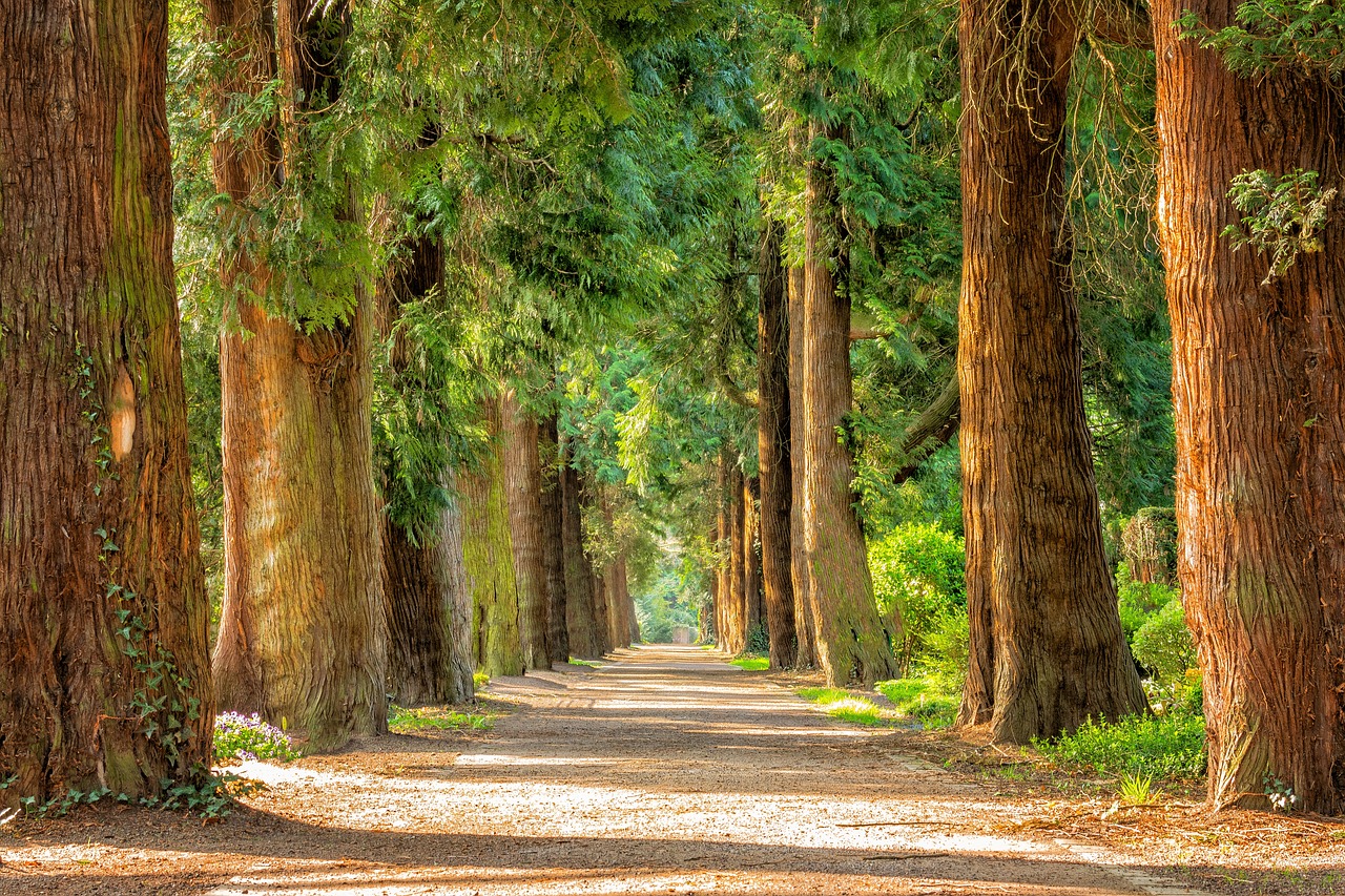 avenue-2215317_1280