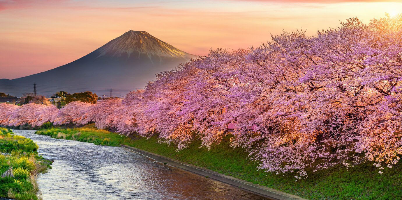 cherry-blossoms-and-fuji-mountain-in-spring-at-sunrise-shizuoka-in-japan_335224-110