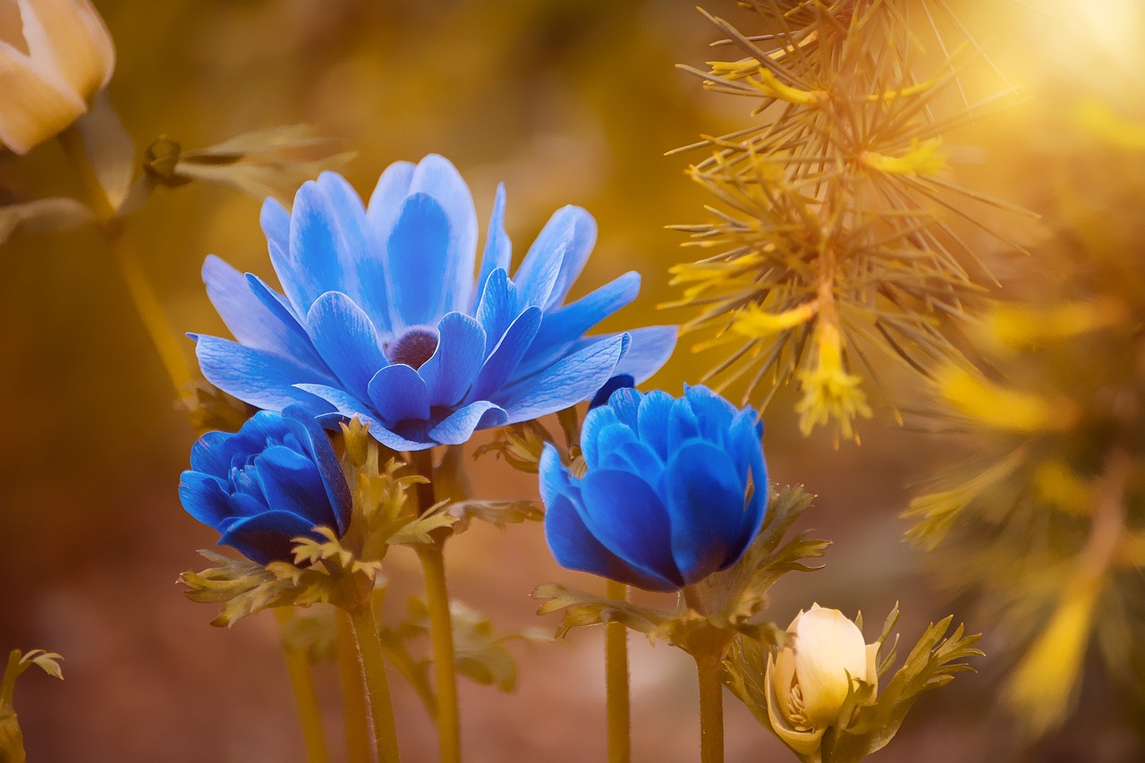 anemone-2396299_1280