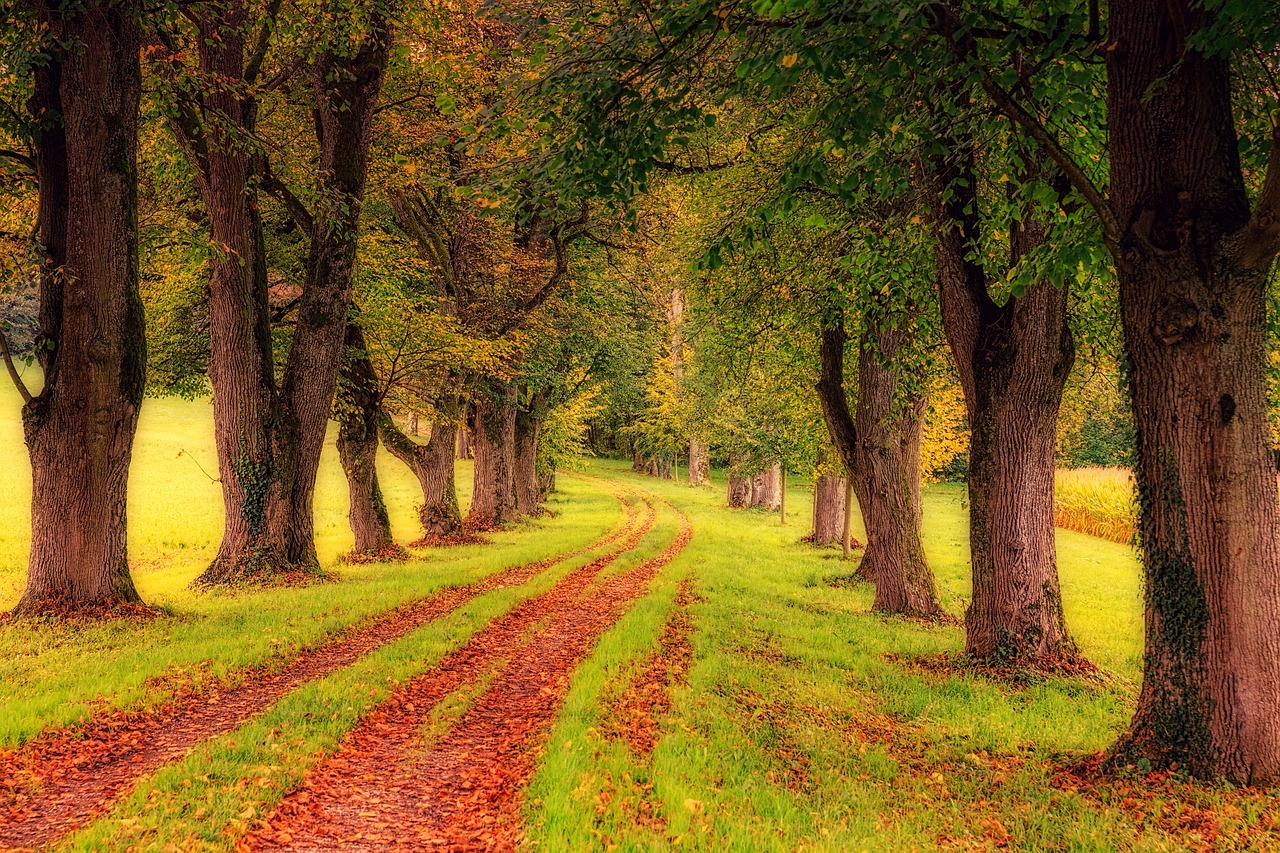 tree-lined-path-3163913_1280