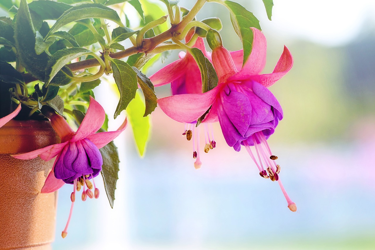 pink-3383825_1280